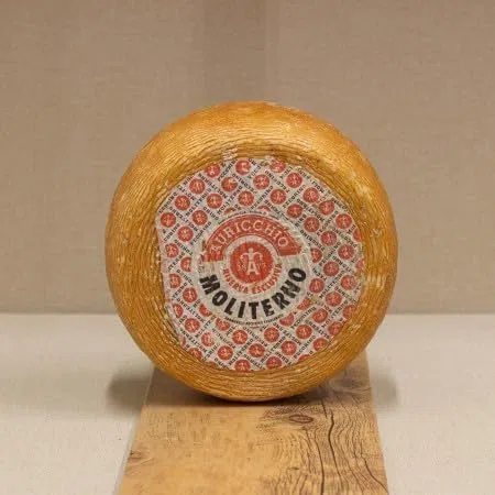 MOLITERNO formaggio Stagionato oltre 4 mesi mezza forma 1,5 kg circa